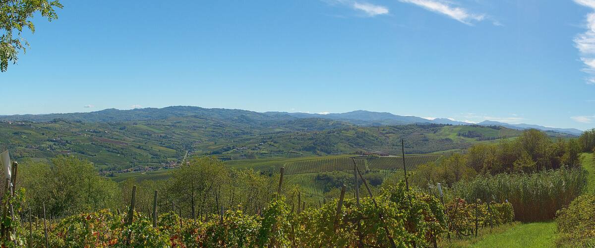 A vineyard with rows of grapevines and a valley with rolling hills and distant mountains under a clear blue sky.
