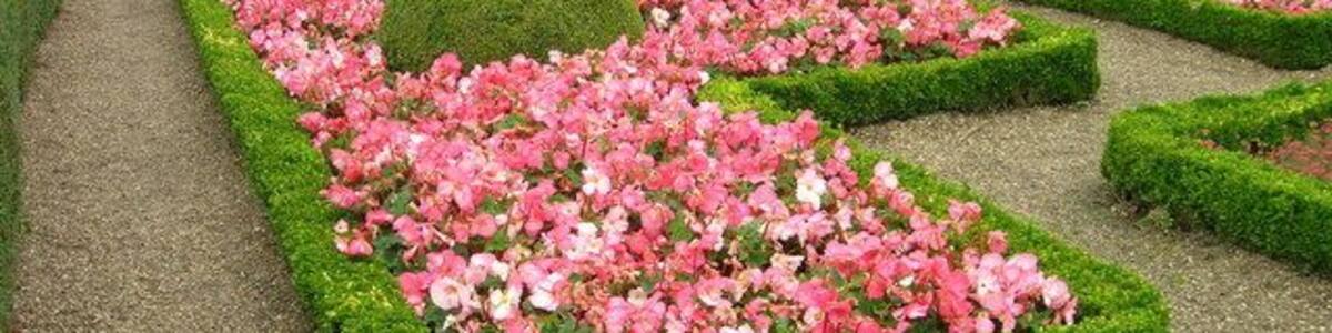 Summer Bedding, Sewerby Hall gardens, Sewerby, East Riding of Yorkshire, England. Attractive display surrounded by dwarf box hedging.