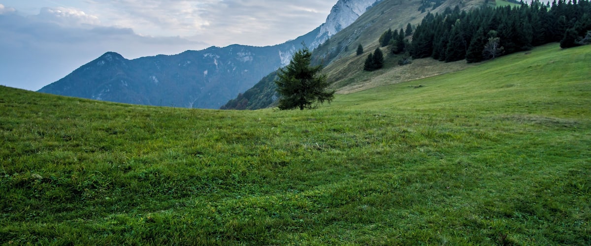 meadow and mountains
