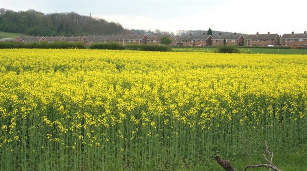 Oil Seed Rape at Cotgrave. Cotgrave was one of the most southerly coal mining villages in the Nottinghamshire coal fields opened in the 1960s. A huge National Coal Board owned housing estate was built to the south and east of the village to accommodate hundreds of "immigrant" miners from the closing Scottish and North Eastern mines. See http://www.minersadvice.co.uk/nottingham.htm