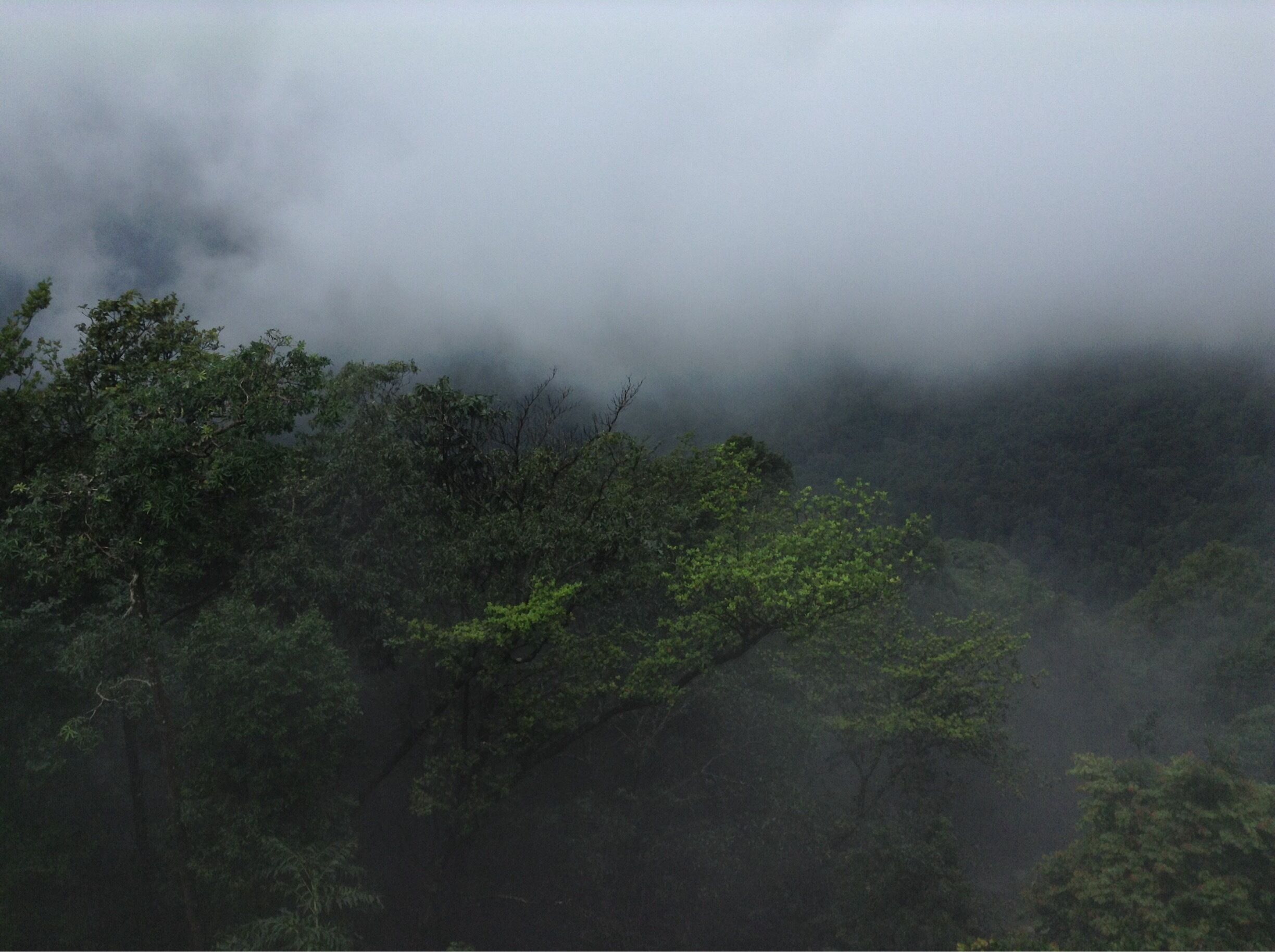 A dense forest with mist enveloping the trees.