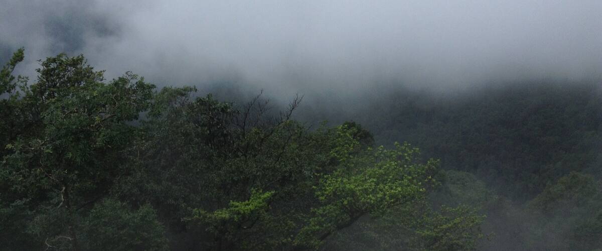 A dense forest with mist enveloping the trees.