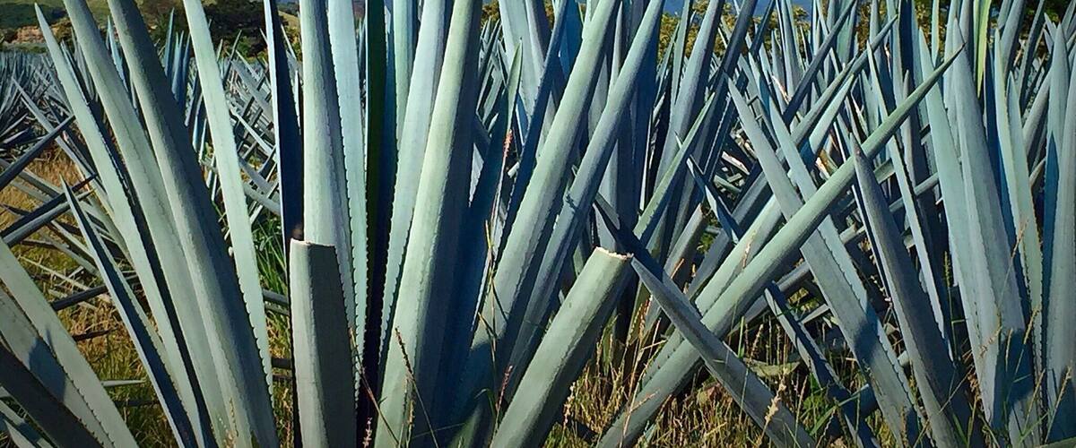 This was a trip of a life time visiting and touring the Herradura distillery...the area was so beautiful! #blue #agavefields #tequila #Herradura #Guadalajara #mexico #colorful #green #bvsblue