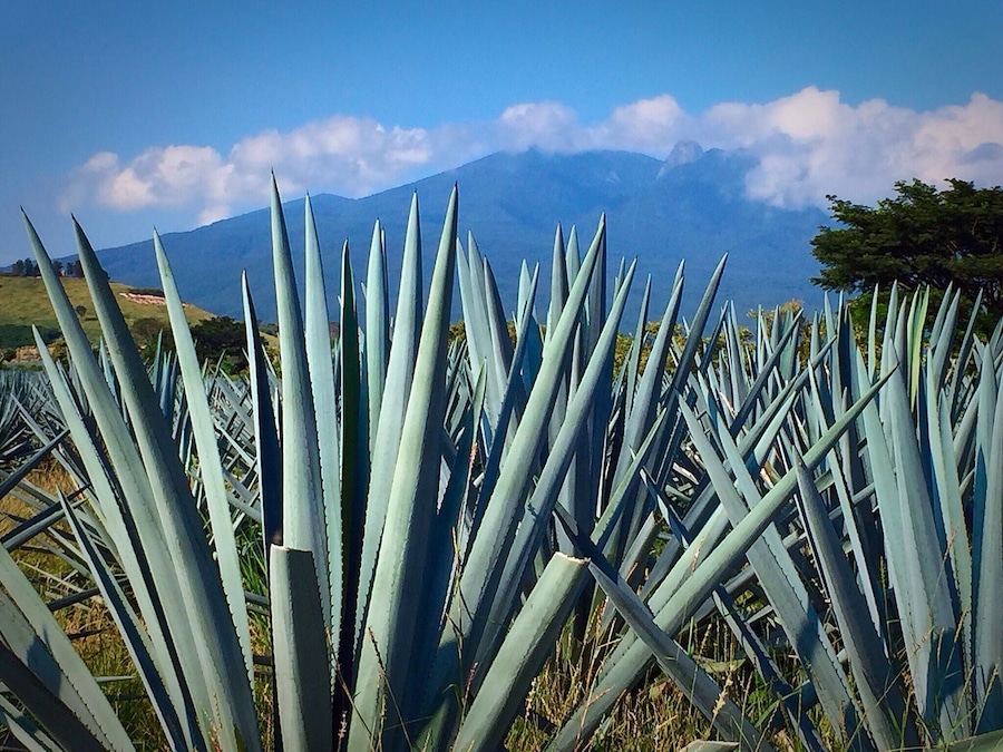 This was a trip of a life time visiting and touring the Herradura distillery...the area was so beautiful! #blue #agavefields #tequila #Herradura #Guadalajara #mexico #colorful #green #bvsblue