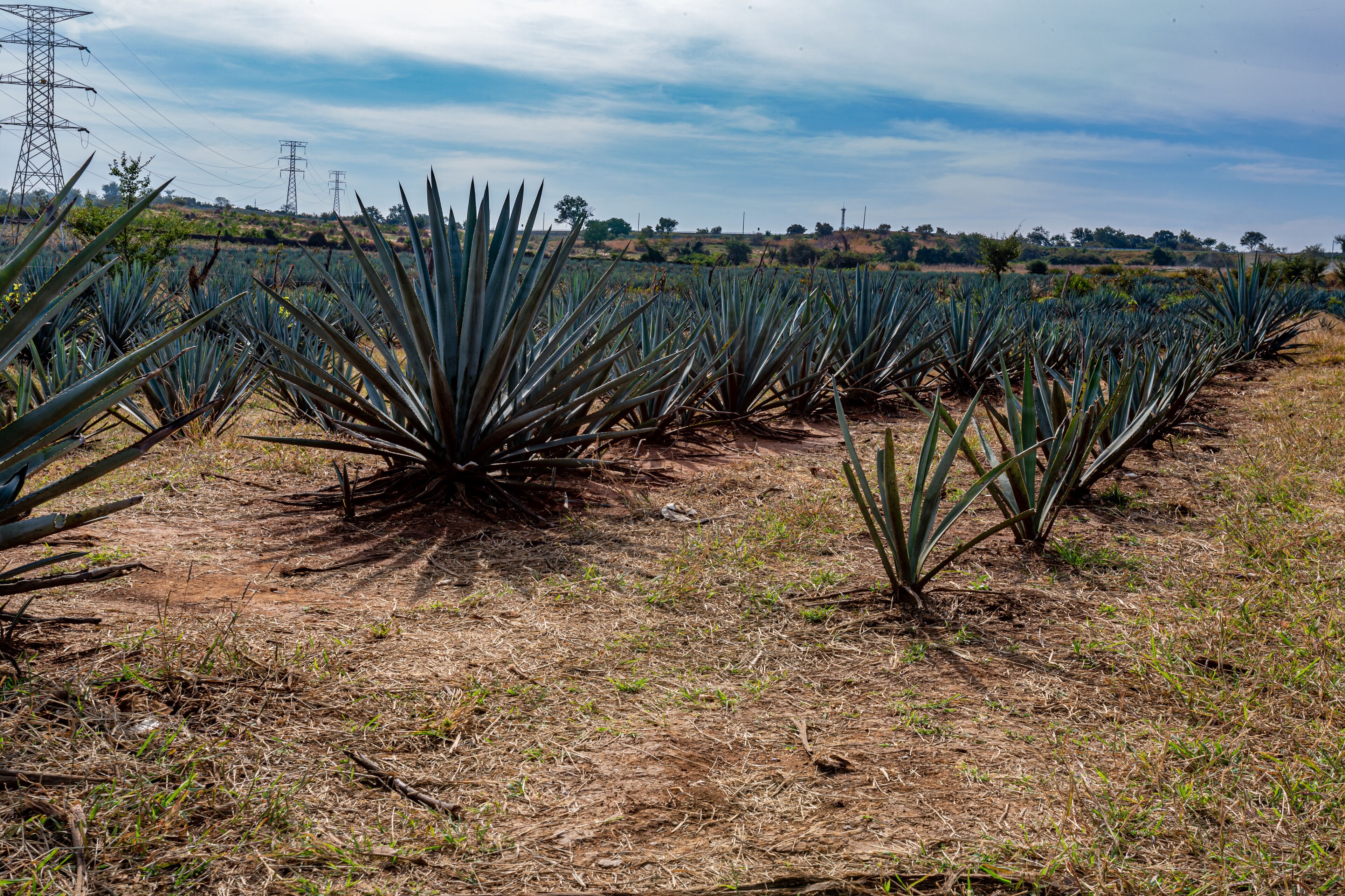 Blue agave plantation on a farm field with huge electricity pylons in the background, sunny day with a blue sky with white clouds in Amatitán, Jalisco Mexico