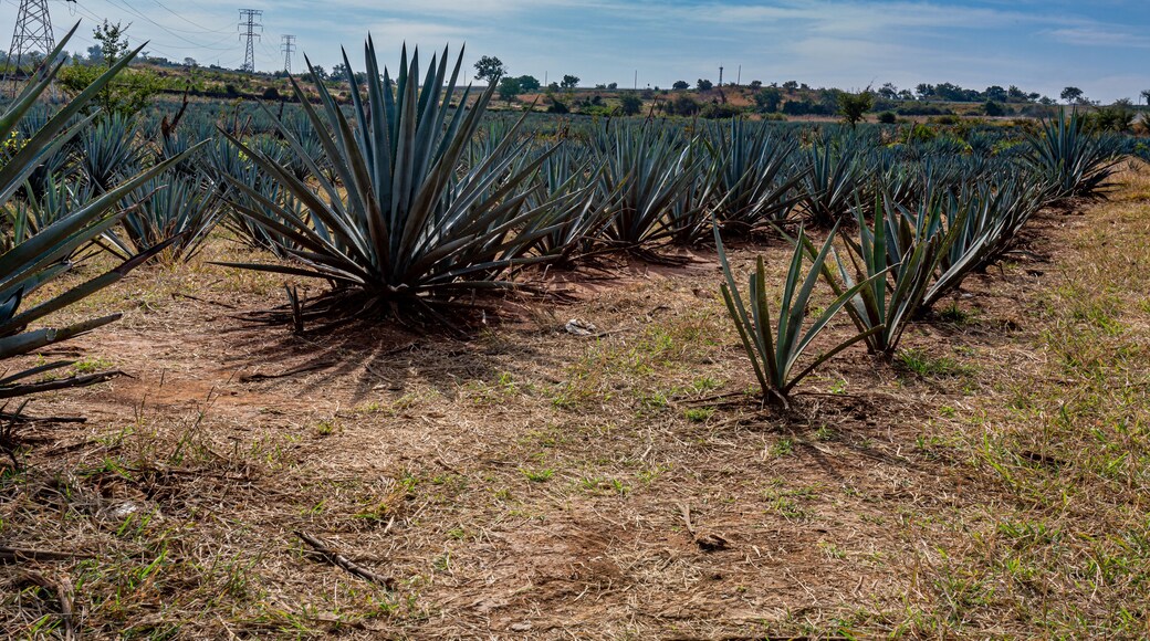 Blue agave plantation on a farm field with huge electricity pylons in the background, sunny day with a blue sky with white clouds in Amatitán, Jalisco Mexico