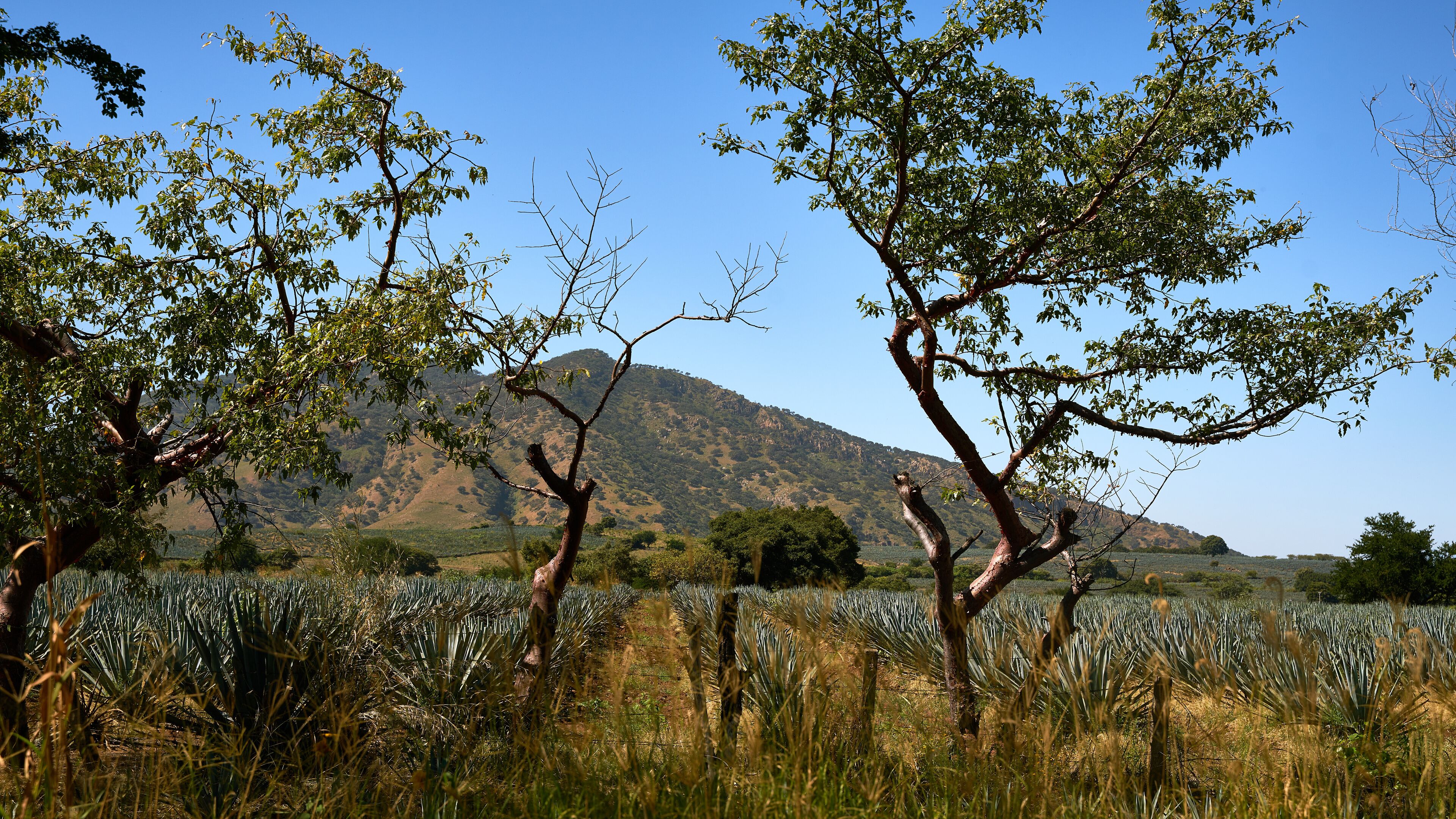 Agave cultivation located in Amatitán Jalisco, in the background the surrounding hills. Agave cultivation.
