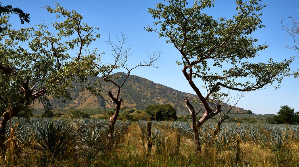 Agave cultivation located in Amatitán Jalisco, in the background the surrounding hills. Agave cultivation.