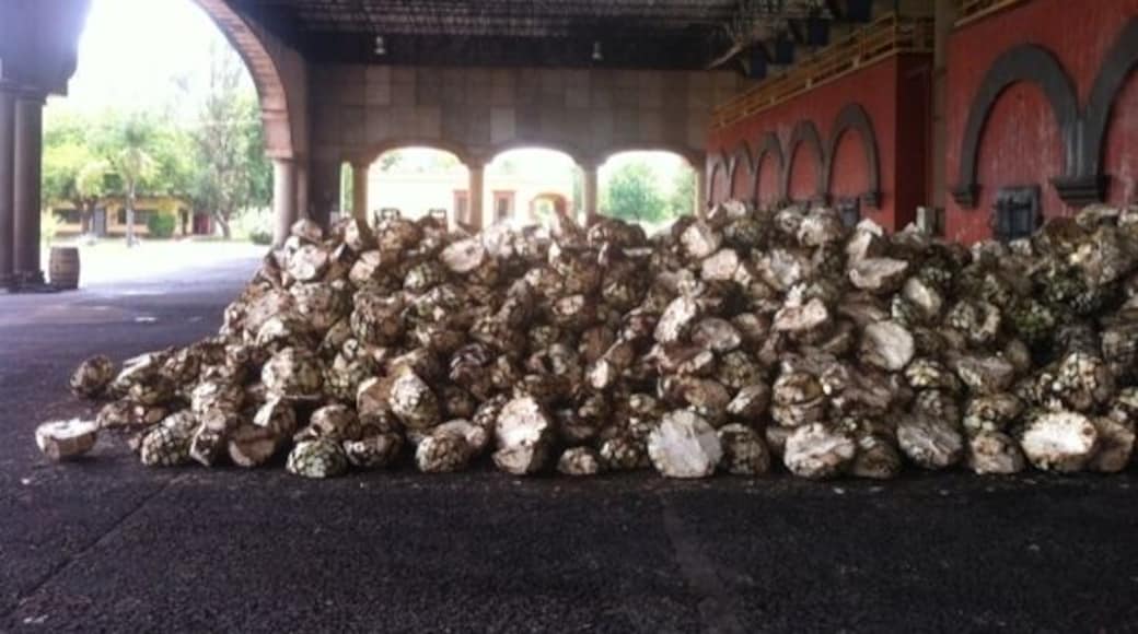 Tequila in the making!