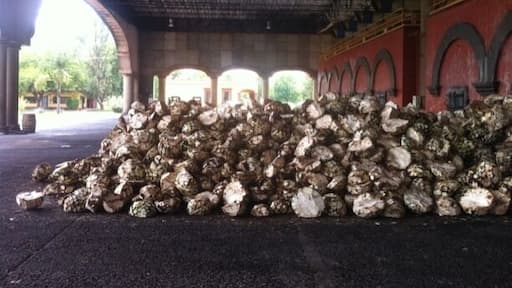 Tequila in the making!