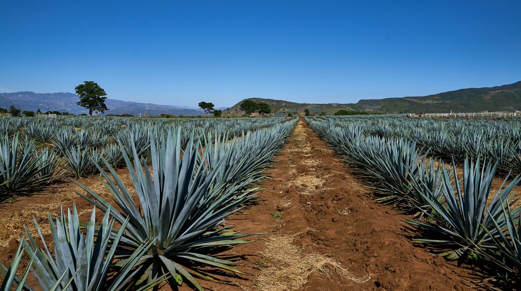Agave cultivation in Amatitán, Jalisco, Mexico.