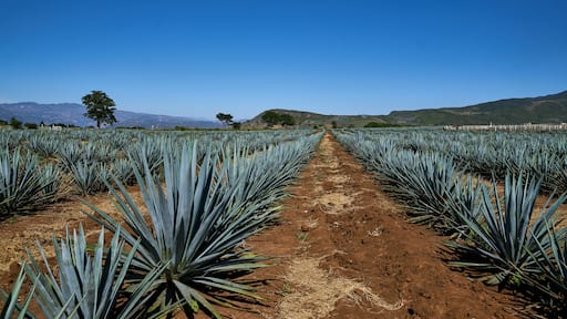 Agave cultivation in Amatitán, Jalisco, Mexico.