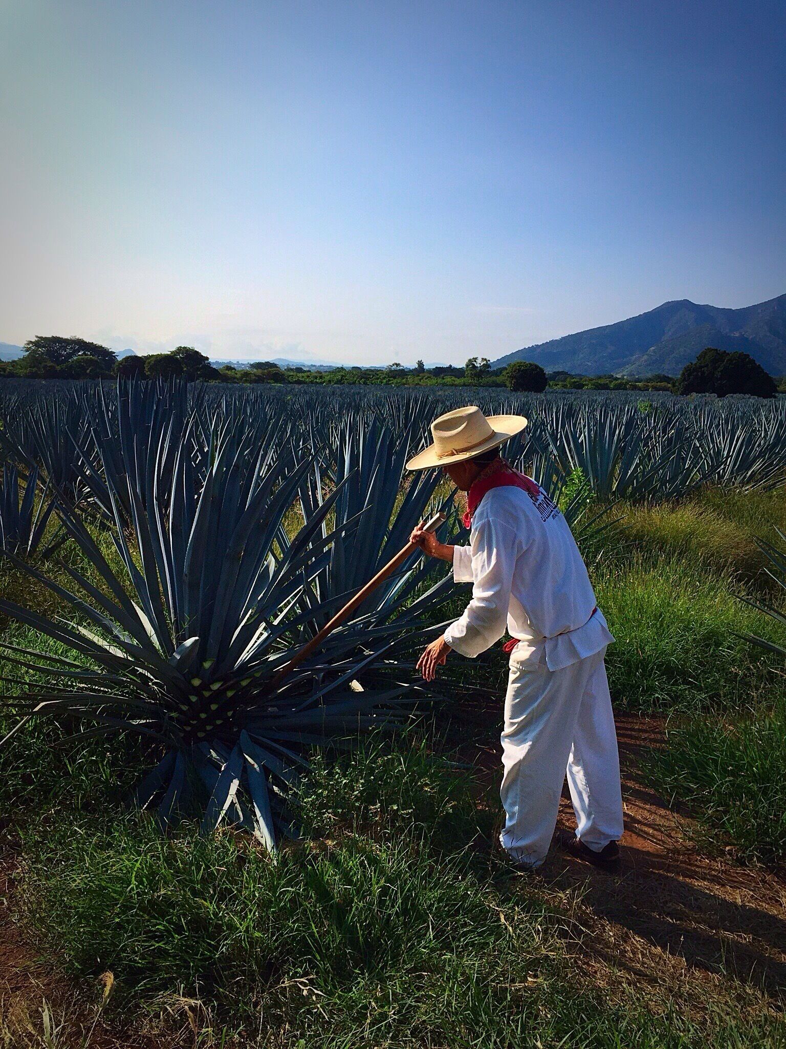 A jimador is a type of Mexican farmer who harvests agave plants, which are harvested primarily for the production of mezcal, sotol and tequila. This task requires the skill of identifying ripe agave, which ripens in between 8 and 12 years. Unripe agave can have a bitter or overly sweet taste, ruining the distilled spirits made from them. The primary tool of a jimador is the coa de jima or simply coa. This is a flat-bladed knife at the end of a long pole that resembles a hoe.  #HerraduraAgaveFields #Jimador #HerraduraPrivateTour  #Colorful #Mexico #blue #green #adventure