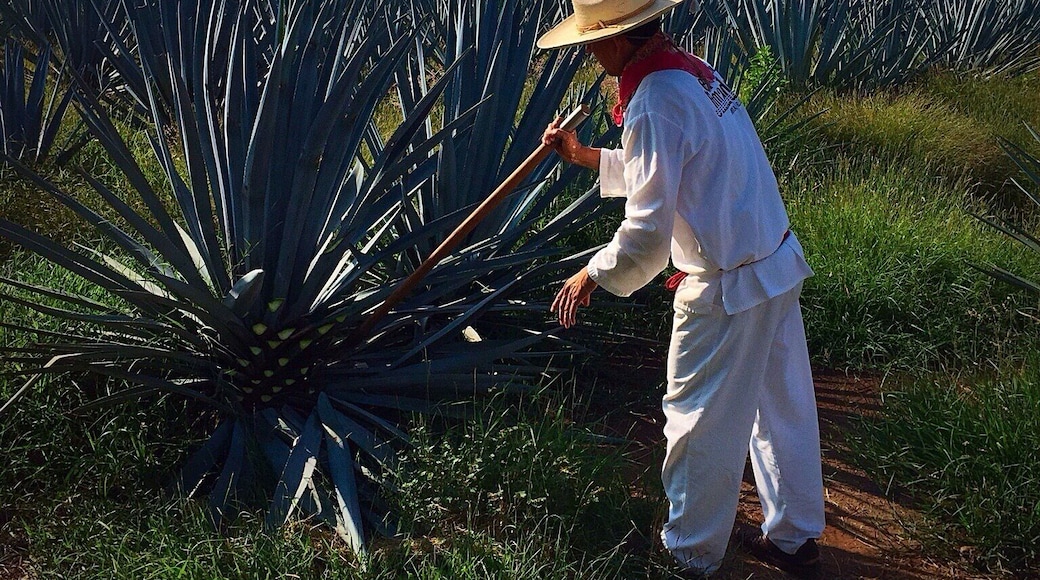 A jimador is a type of Mexican farmer who harvests agave plants, which are harvested primarily for the production of mezcal, sotol and tequila. This task requires the skill of identifying ripe agave, which ripens in between 8 and 12 years. Unripe agave can have a bitter or overly sweet taste, ruining the distilled spirits made from them. The primary tool of a jimador is the coa de jima or simply coa. This is a flat-bladed knife at the end of a long pole that resembles a hoe. #HerraduraAgaveFields #Jimador #HerraduraPrivateTour #Colorful #Mexico #blue #green #adventure