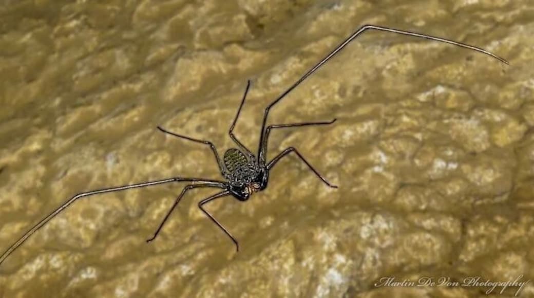 An Indonesian cave spider I found on West Flores island. The "Mirror Rock Cave"