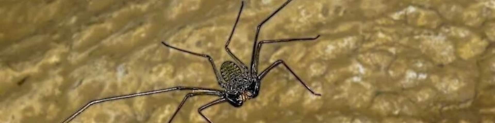 An Indonesian cave spider I found on West Flores island. The "Mirror Rock Cave"