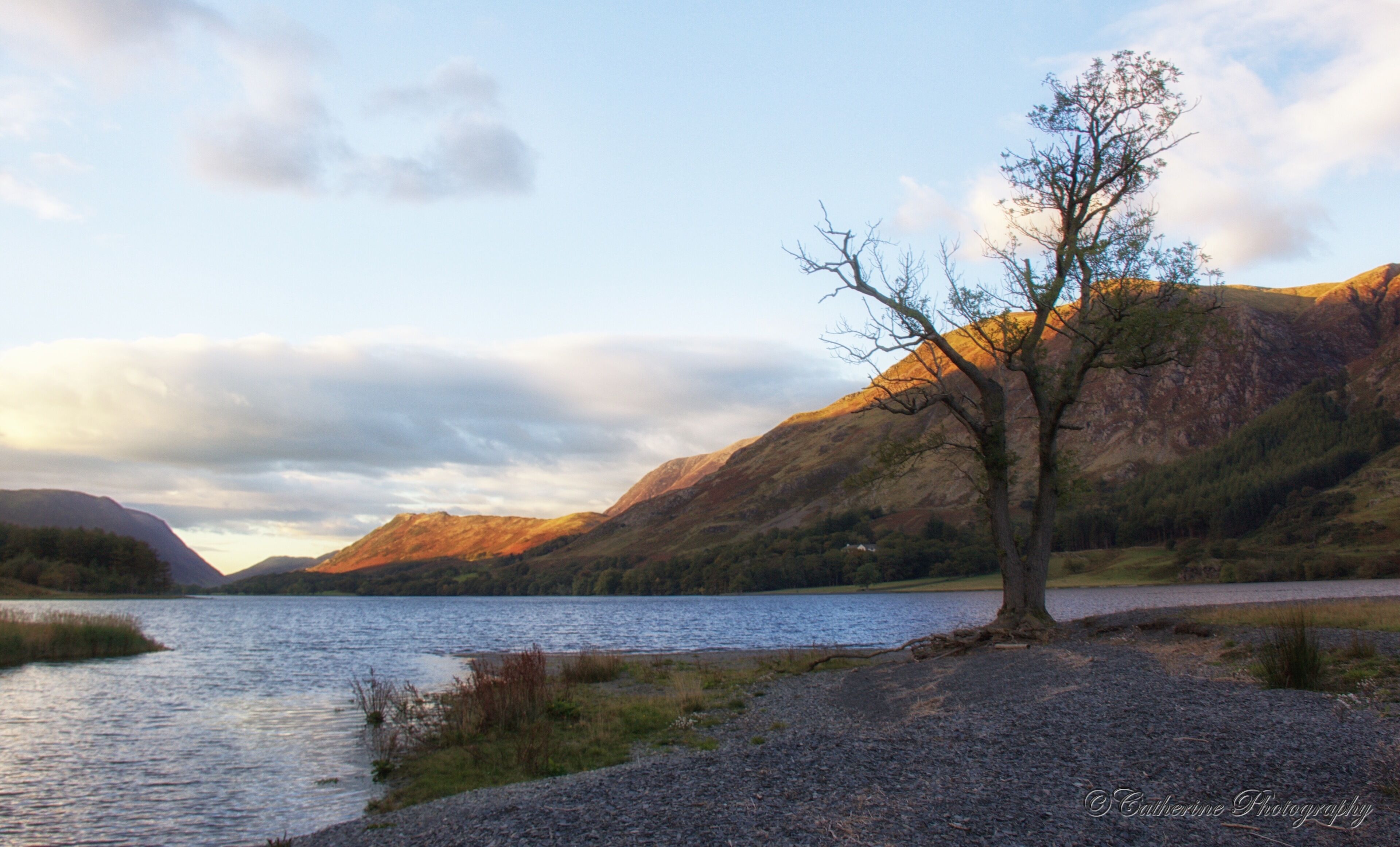 A lake surrounded by mountains, a clear sky, and a single tree on the shore.