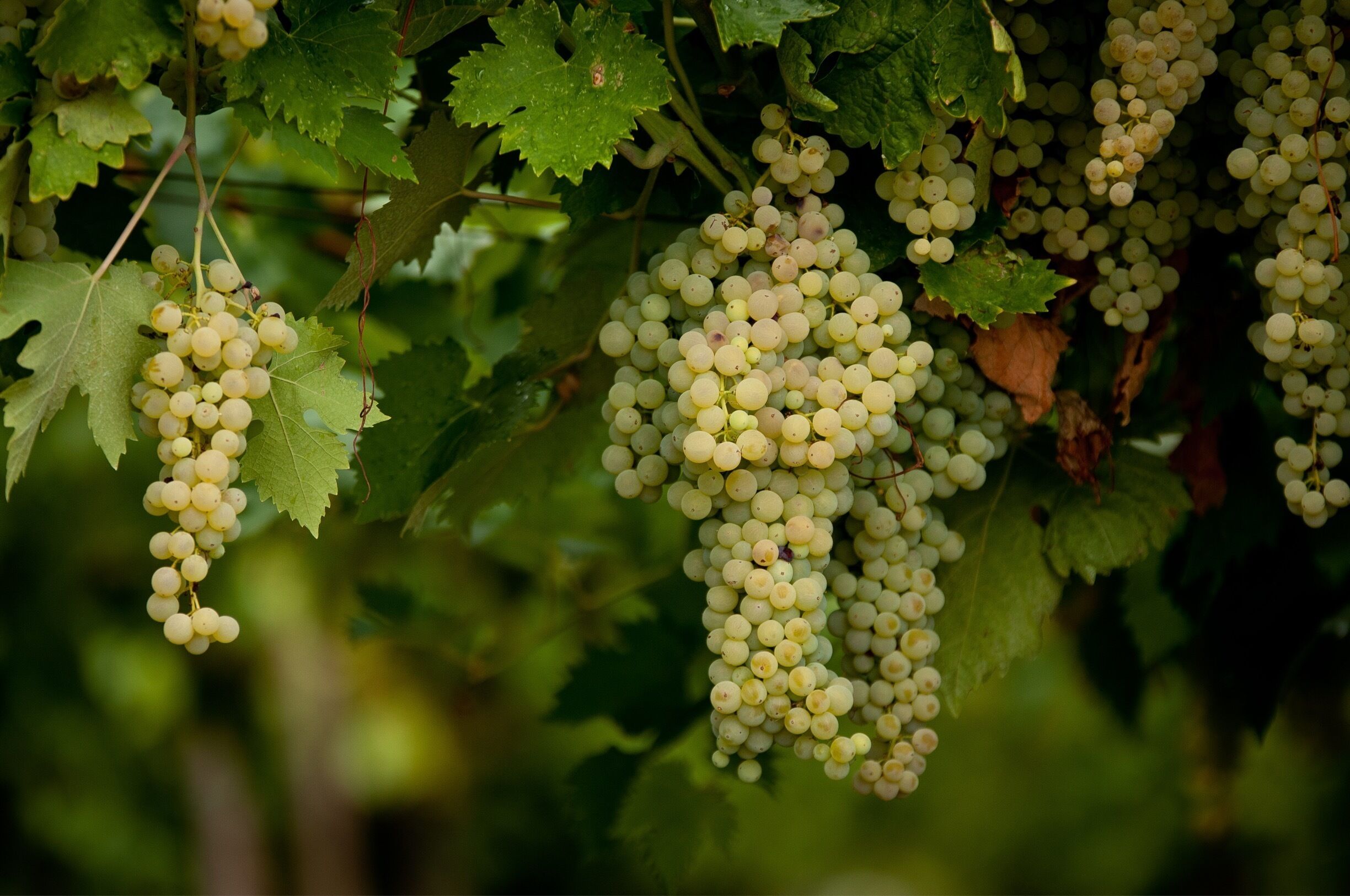 My cousins took me on a ride out to the Country side to see some vineyards. 