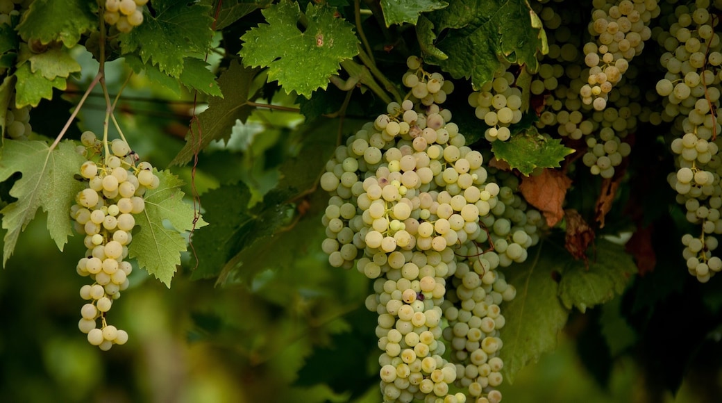 My cousins took me on a ride out to the Country side to see some vineyards.