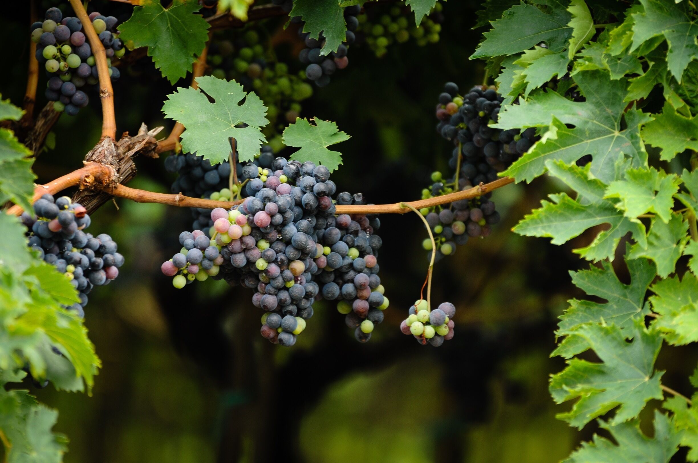 Some more vineyards from my trip to Italy.  #endlesssummer