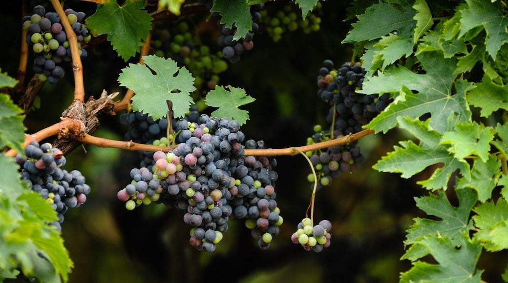 Some more vineyards from my trip to Italy. #endlesssummer