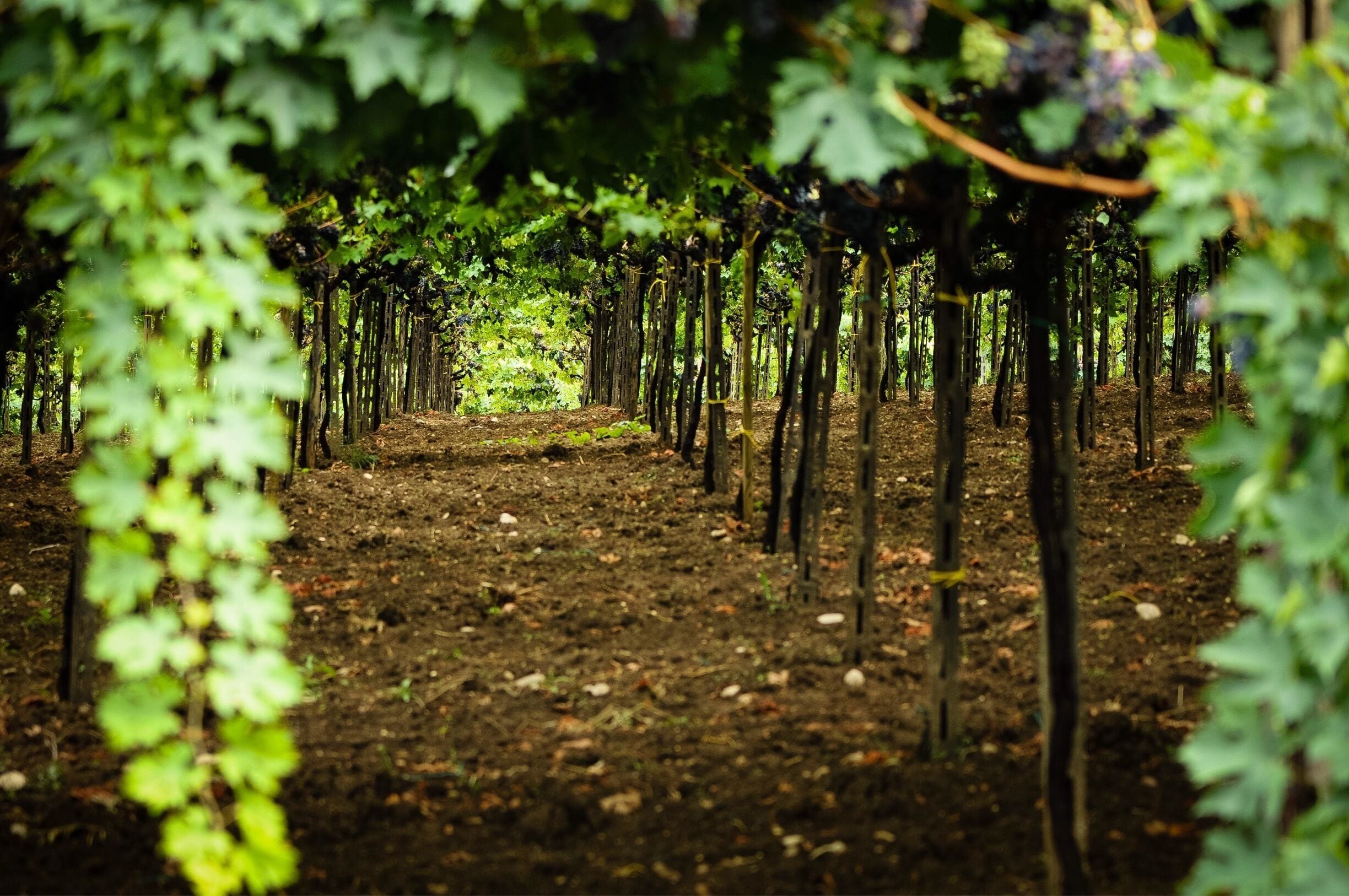 Vineyards in the molise Regina of Italy. 