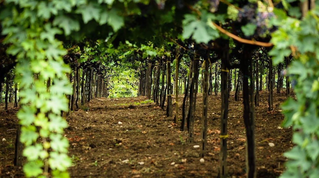 Vineyards in the molise Regina of Italy.