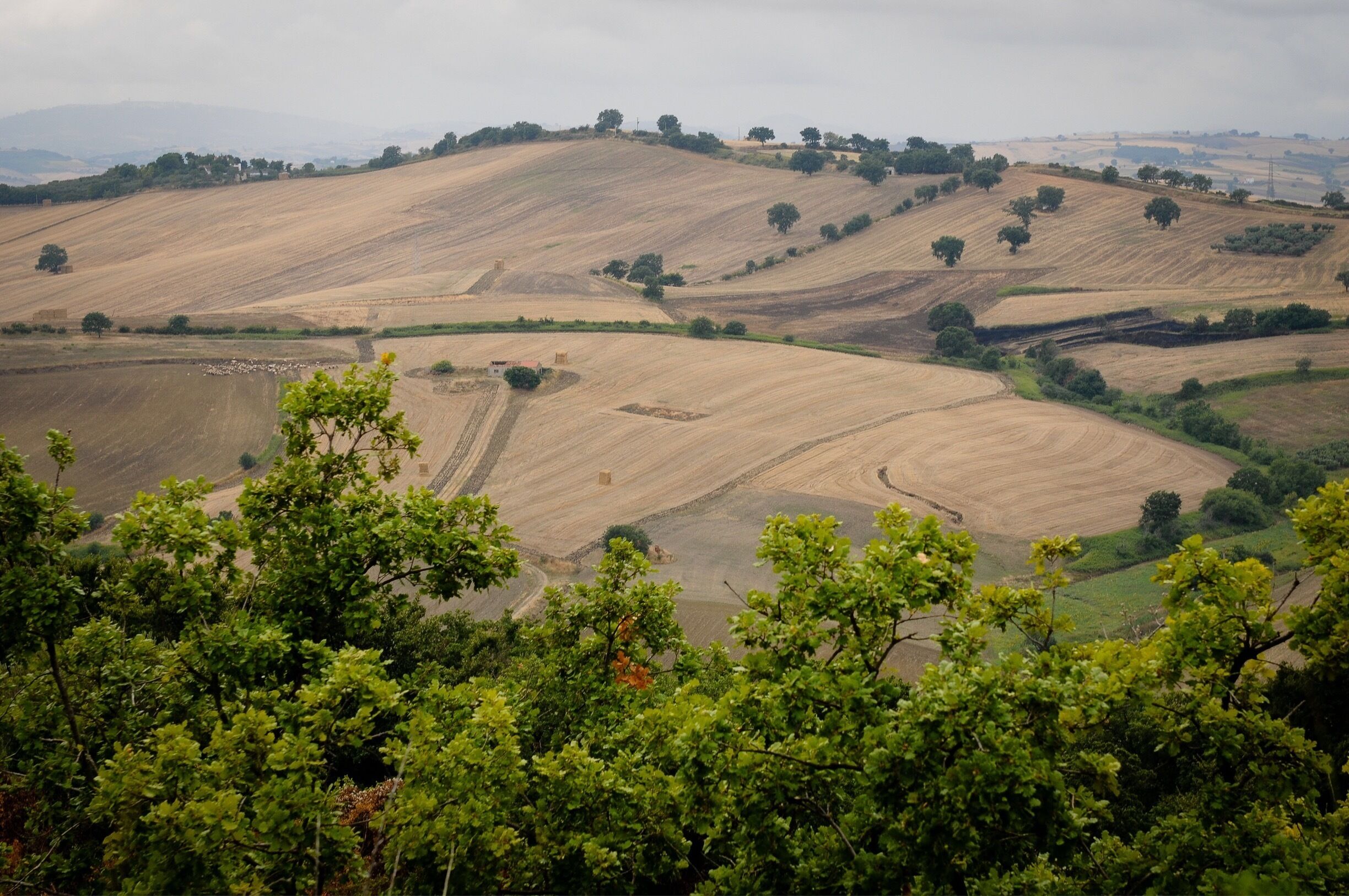 Rolling hills with agricultural fields and scattered trees.