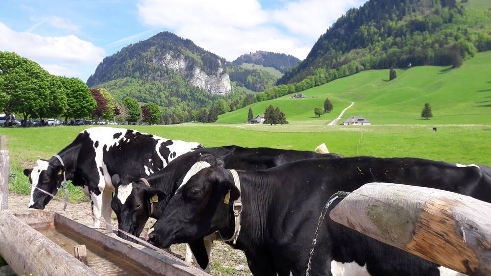 A herd of black and white cows grazing in a lush green field with mountains in the background.