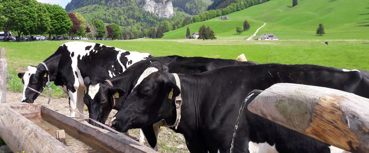 Un grupo de vacas blancas y negras pastando en un campo verde exuberante, con montañas al fondo.