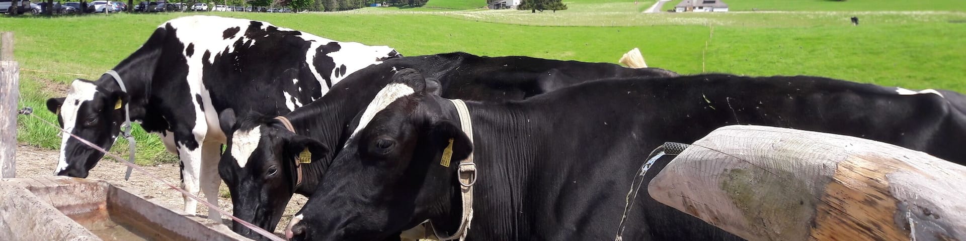 A herd of black and white cows grazing in a lush green field with mountains in the background.