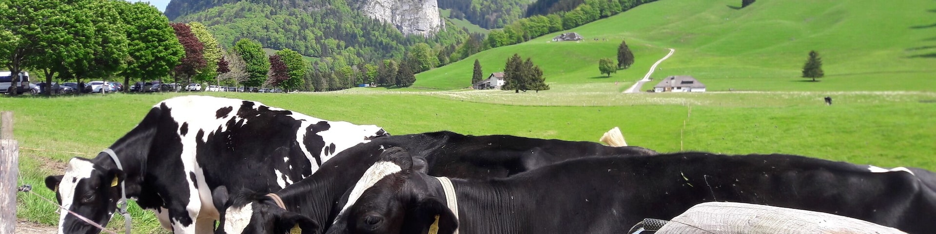 Un grupo de vacas blancas y negras pastando en un campo verde exuberante, con montañas al fondo.