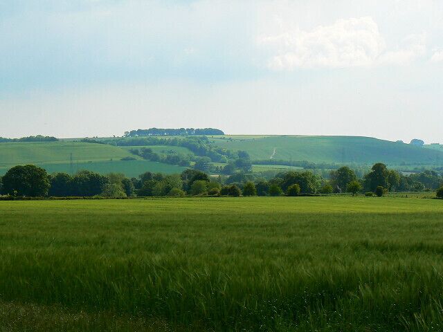 Field and barley, near Ram Alley A young barley crop is growing in the field north of Easton Royal hidden by the trees.