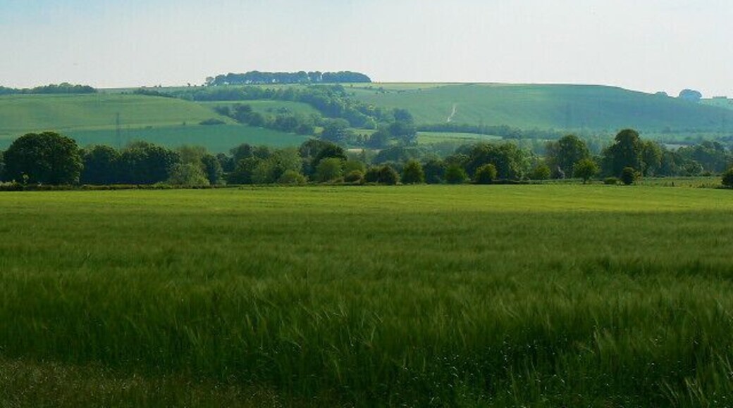 Field and barley, near Ram Alley A young barley crop is growing in the field north of Easton Royal hidden by the trees.