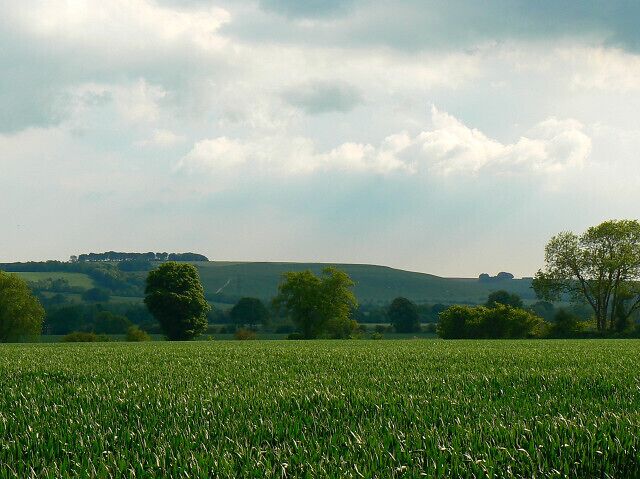Wheat field north of Easton Royal The crop is growing well. In the distance is Fyfield Down with Milton Hill Clump to its left.