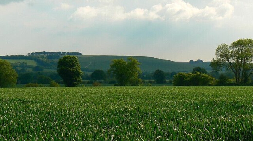 Wheat field north of Easton Royal The crop is growing well. In the distance is Fyfield Down with Milton Hill Clump to its left.