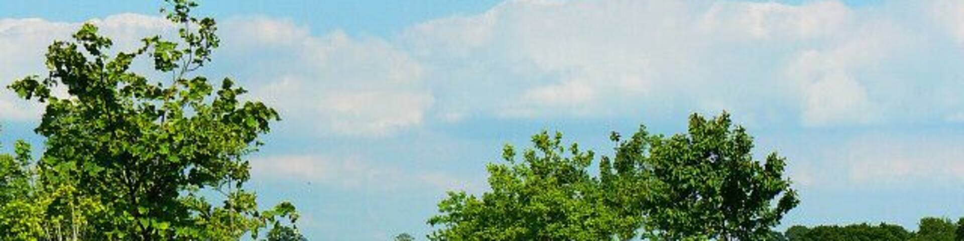 Mini conservation area, Conygre Farm, Easton Royal There are small plantations of trees either side of the track to the farm. It is unlikely the track is used much as there is a shorter and more direct one from the Burbage to Pewsey road south of the farm. Hats off to the farmer for the project.