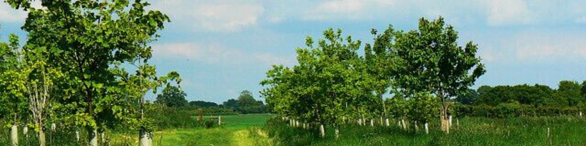 Mini conservation area, Conygre Farm, Easton Royal There are small plantations of trees either side of the track to the farm. It is unlikely the track is used much as there is a shorter and more direct one from the Burbage to Pewsey road south of the farm. Hats off to the farmer for the project.