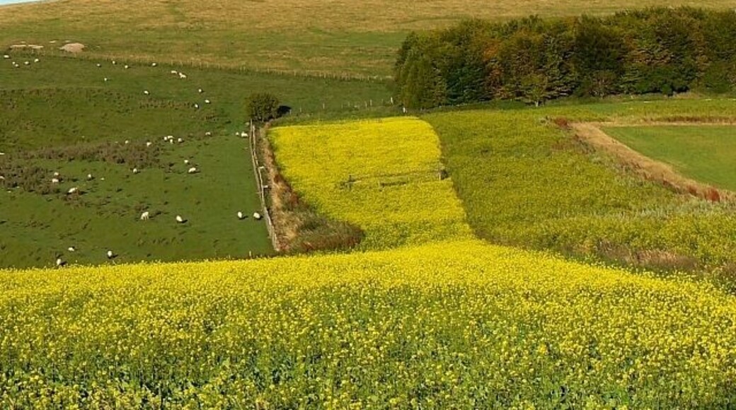 Late-flowering oilseed rape and a few sheep, south of Easton Royal I was not sure this small strip of rape would be worth the trouble however David Hawgood suggests it may have been grown as ground cover for game birds. This seems plausible as there is a pheasant rearing coop nearby. The trees in the middle of the image are in this square as are the sheep. The trees on the skyline form Easton Clump in the next square east.