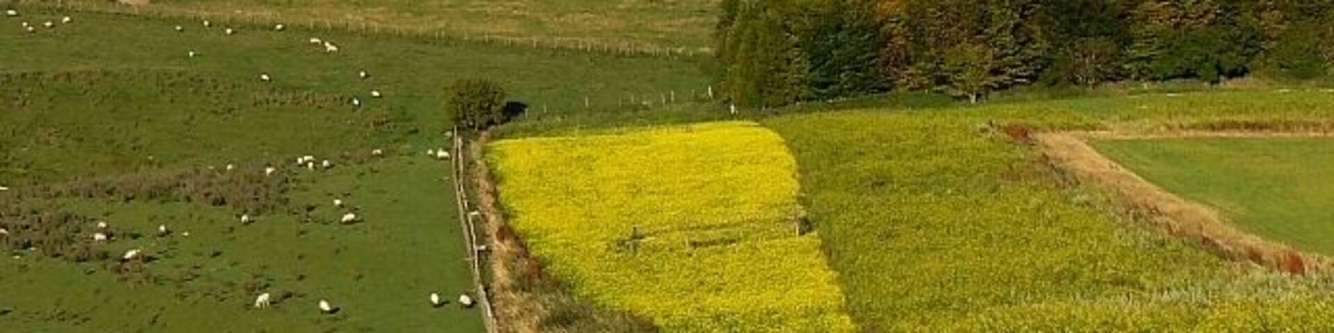 A hilly landscape with green fields, yellow flowers, and grazing sheep.