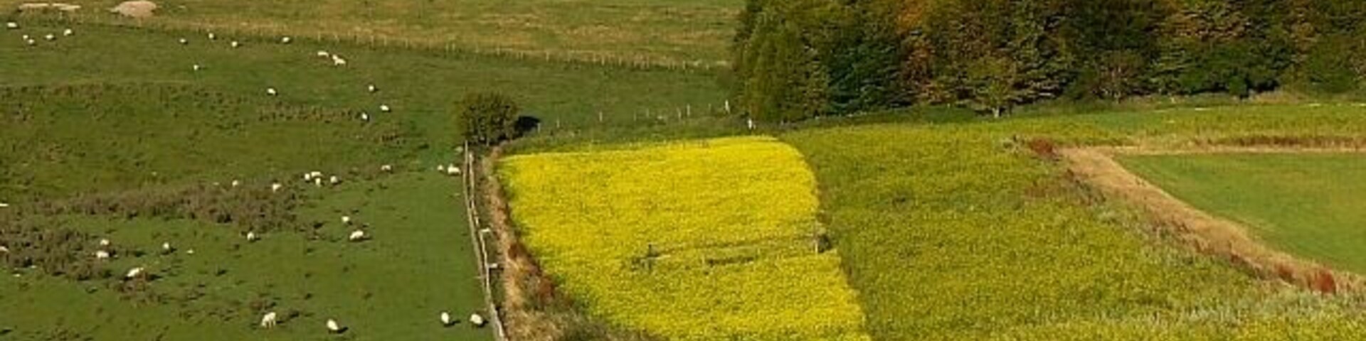 Late-flowering oilseed rape and a few sheep, south of Easton Royal I was not sure this small strip of rape would be worth the trouble however David Hawgood suggests it may have been grown as ground cover for game birds. This seems plausible as there is a pheasant rearing coop nearby. The trees in the middle of the image are in this square as are the sheep. The trees on the skyline form Easton Clump in the next square east.