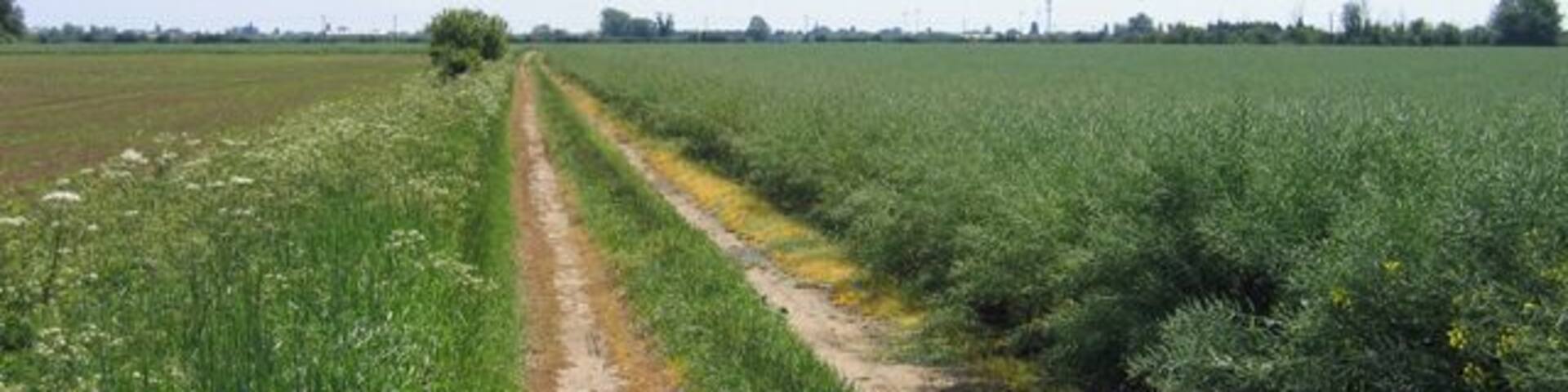 Farm track off Meadow Road, Langtoft, Lincs
