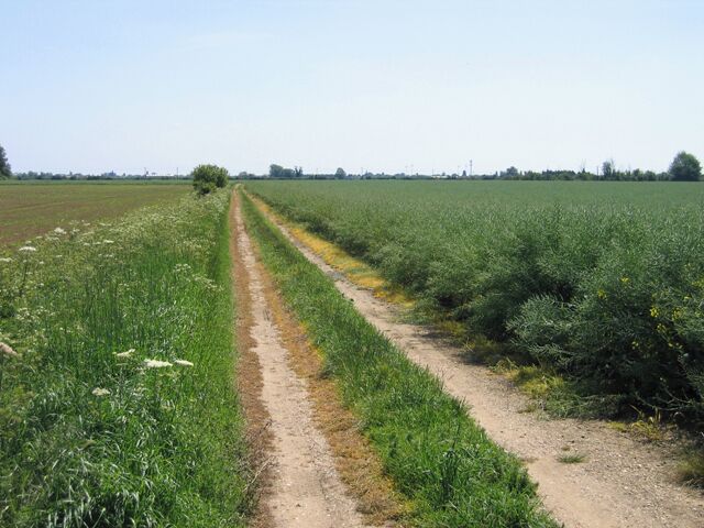A rural landscape with a dirt path cutting through a field of crops.