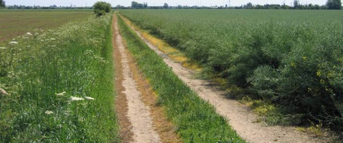A rural landscape with a dirt path cutting through a field of crops.