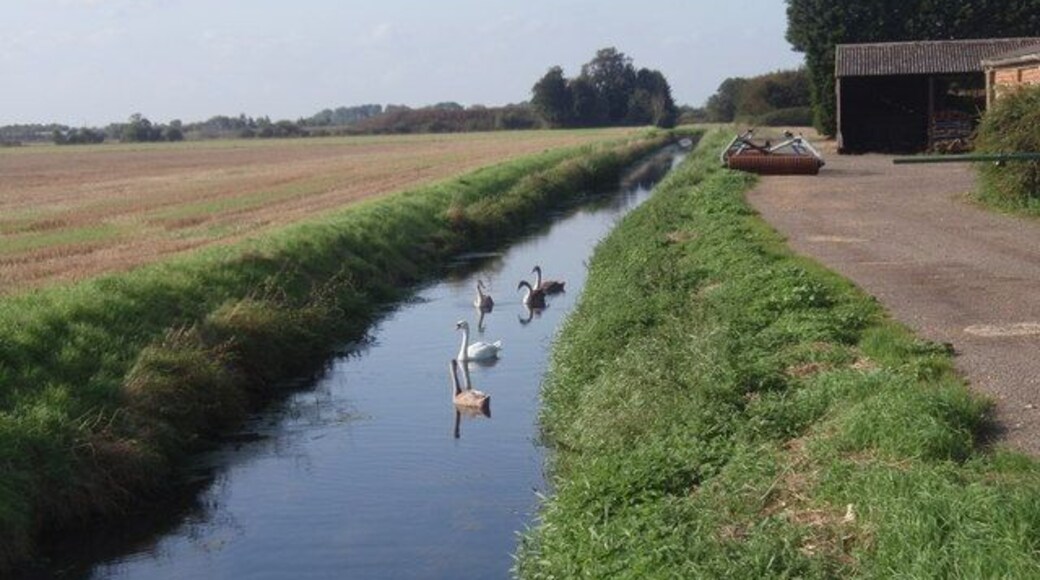 Swans by Gibbs Farm A swan with its cygnets on swimming in a drain beside Gibbs Farm, southern Langtoft.