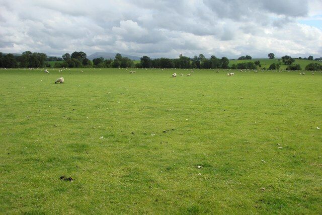 A grassy field with scattered sheep and a cloudy sky.