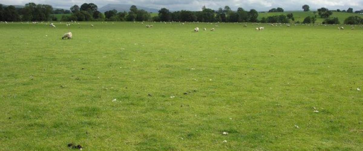 A grassy field with scattered sheep and a cloudy sky.