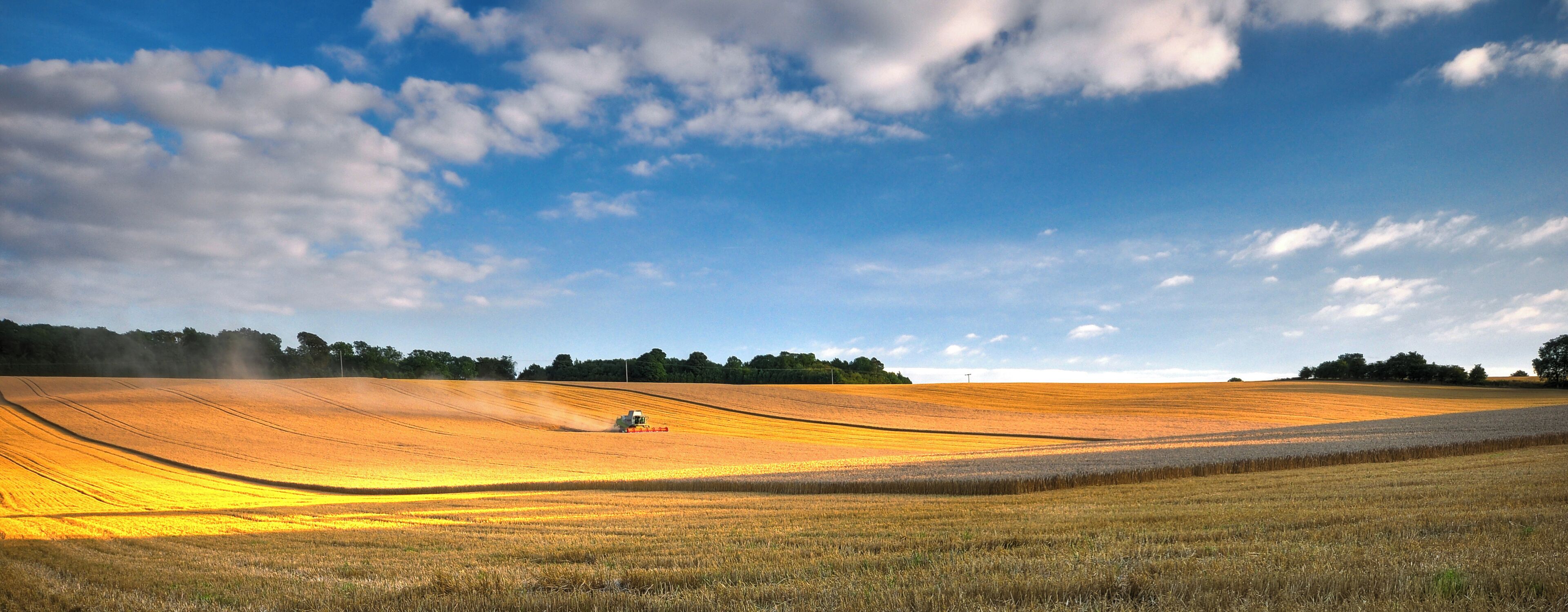 A golden wheat field with a tractor in the distance under a blue sky with clouds.