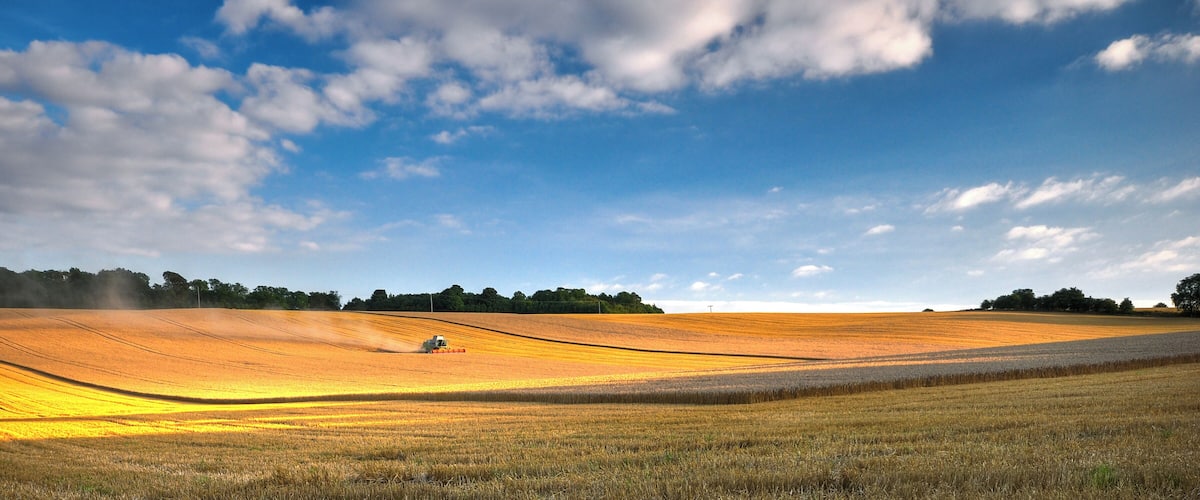 A golden wheat field with a tractor in the distance under a blue sky with clouds.