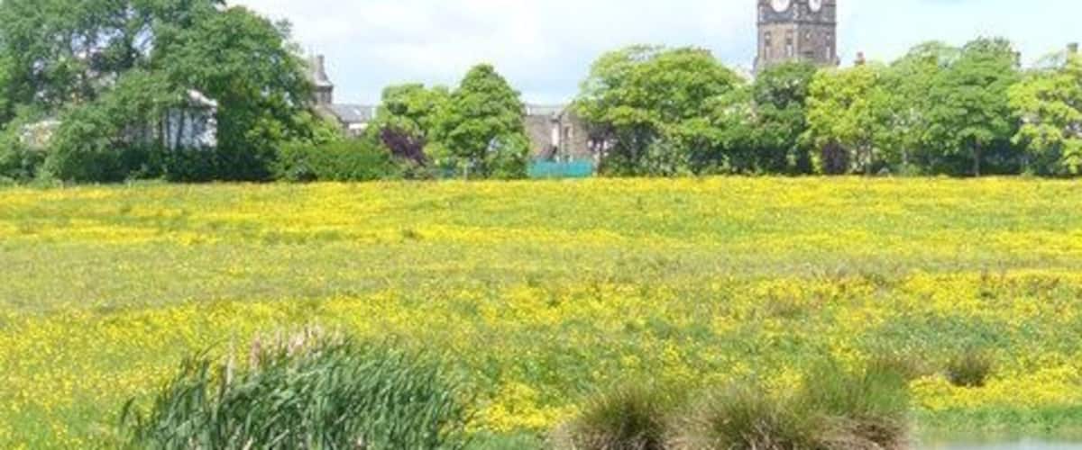 By High Royds View across a pond and grassy field blooming with buttercups with High Royds Hospital tower in the distance.